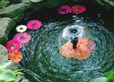 Bubbling pond with floating flowers.
