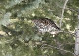 Dusky Grouse
