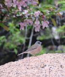 Dark-eyed Junco