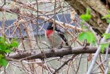 Rose-breasted Grosbeak