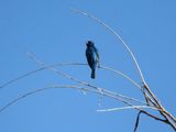 Indigo Bunting