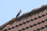 Depuis trois semaines, nous pouvons admirer cette jolie huppe fascie sur les toits avoisinnants.