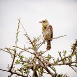 Usambiro Barbet, Serengeti SP, Tanzania-6020-95.jpg