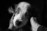 Happiness is a Good Ear Rub