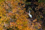 An Egret in the Fall Leaves