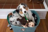 What Are You Doing In The Toy Basket Minty?