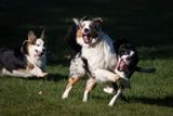 A Herding Dog Ruckus