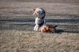Practicing Handstands at the Park