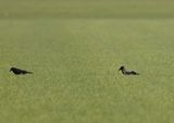 Hooded Crow