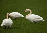 Whooper Swan