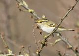 Pallas Leaf Warbler