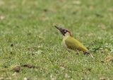 Green Woodpecker