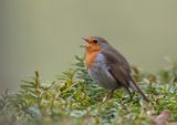 Robin