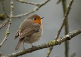 Robin