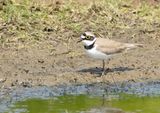 Little Ringed Plover