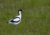 Avocet