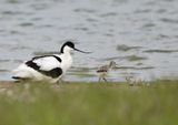 Avocet
