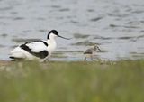 Avocet