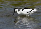 Avocet