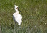 Eurasian Spoonbill