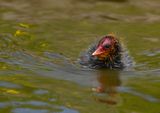 Common Coot