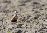Dotterel