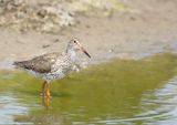 Common Redshank