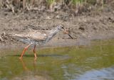 Common Redshank