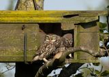 Little Owl