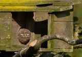 Little Owl