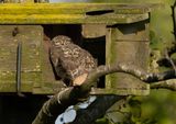 Little Owl