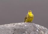 Yellowhammer