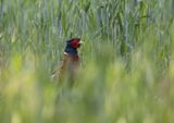 Common Pheasant