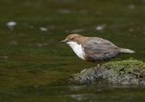 Dipper