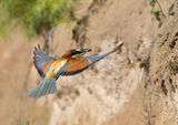 European Bee-eater