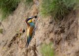 European Bee-eater