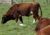 Cattle Egret