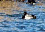 Lesser Scaup