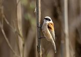 Penduline Tit