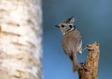 Crested Tit