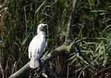 Great Cormorant