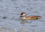 Red-crested Pochard