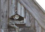 Barn Owl