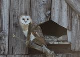 Barn Owl