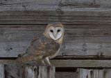 Barn Owl