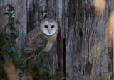 Barn Owl