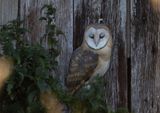 Barn Owl