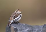 Snow Bunting