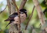 Rosy Starling