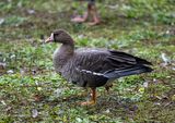 White-fronted Goose